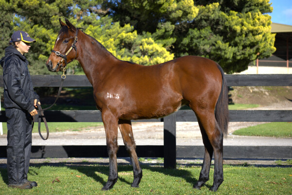 Lot 319: Tassort / Aurinko