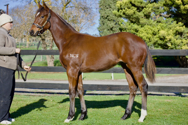 Lot 340: Shinzo / Bout