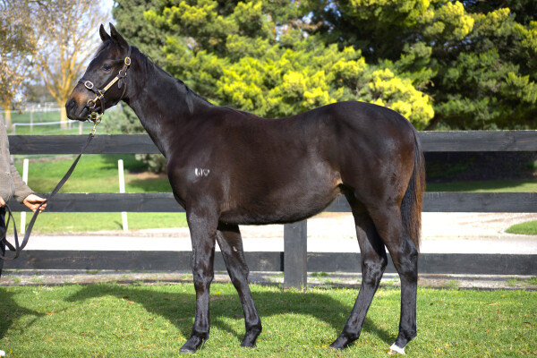 Lot 411: Exceedance / Forager