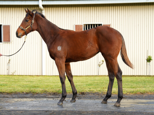 Lot 29: St Mark's Basilica (FR) / Jamita