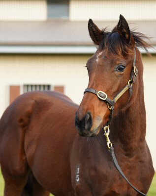 Lot 29: St Mark's Basilica (FR) / Jamita