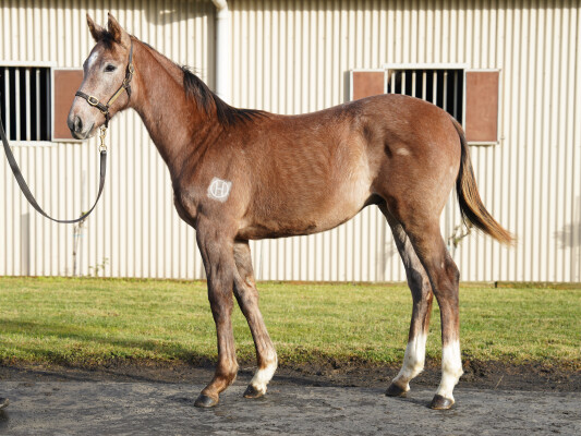 Lot 106: Benbatl (GB) / Moyaliffe
