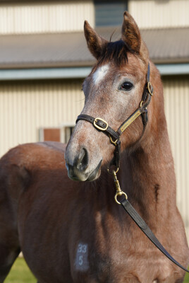 Lot 106: Benbatl (GB) / Moyaliffe