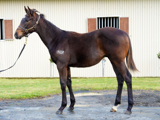 Lot 108: King Colorado / Mystical Dream