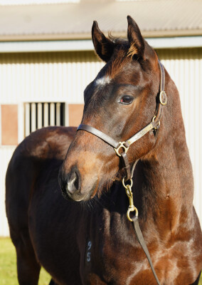 Lot 108: King Colorado / Mystical Dream