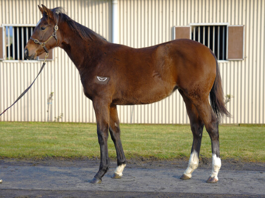 Lot 235: Zousain / Think Diamonds