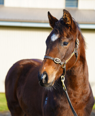 Lot 235: Zousain / Think Diamonds