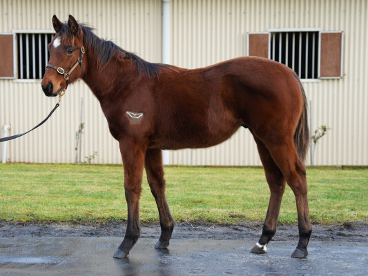 Lot 248: Street Boss (USA) / True Priority