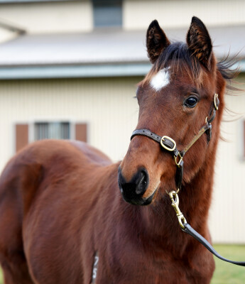 Lot 248: Street Boss (USA) / True Priority