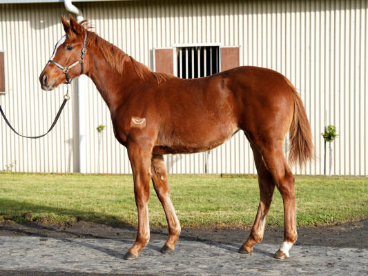 Lot 403: Ghaiyyath (IRE) / Farlingaye