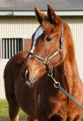 Lot 403: Ghaiyyath (IRE) / Farlingaye