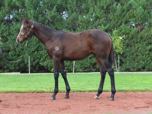 Lot 437: Royal Meeting (IRE) / Risque (NZ)