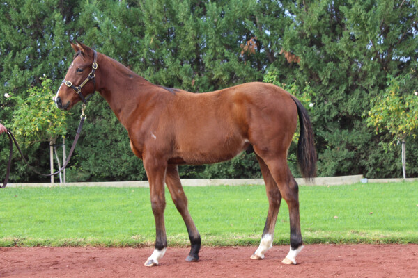 Lot 435: Fierce Impact (JPN) / Otra Dia