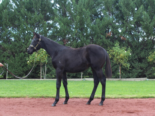 Lot 436: Royal Meeting (IRE) / Poetic Harmony