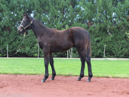 Lot 431: Wild Ruler / Inquiring Mind