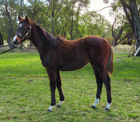 Lot 342: Russian Camelot (IRE) / Caesarissa
