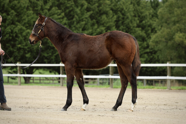 Lot 39: Brutal (NZ) / Kascata