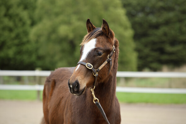 Lot 39: Brutal (NZ) / Kascata