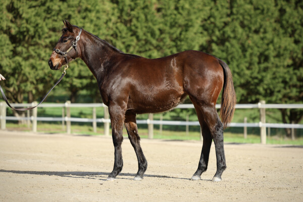 Lot 40: Cylinder / Katella Bubbles