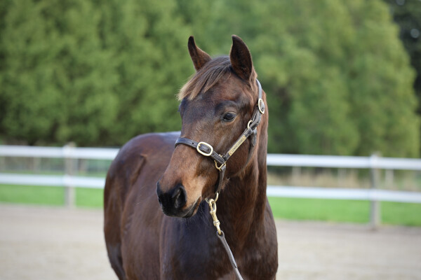 Lot 40: Cylinder / Katella Bubbles