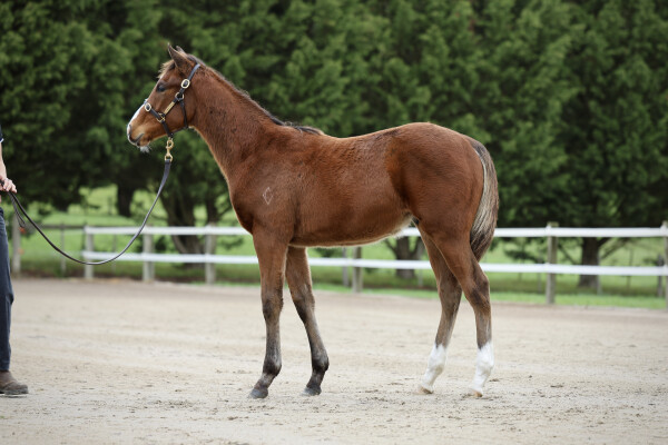 Lot 97: Profiteer / Misty Rock