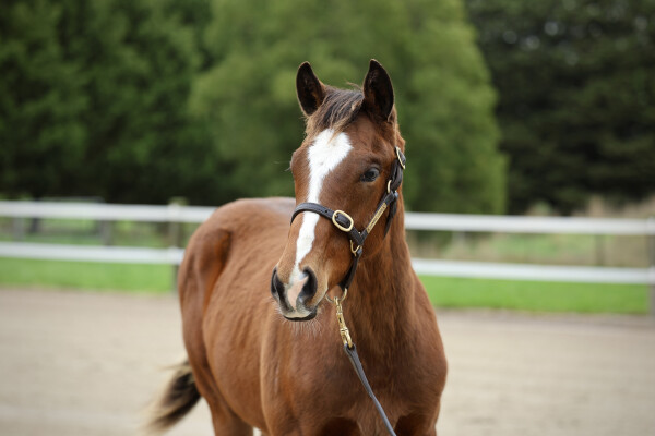 Lot 97: Profiteer / Misty Rock