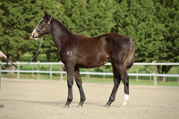 Lot 130: Maurice (JPN) / Pattini