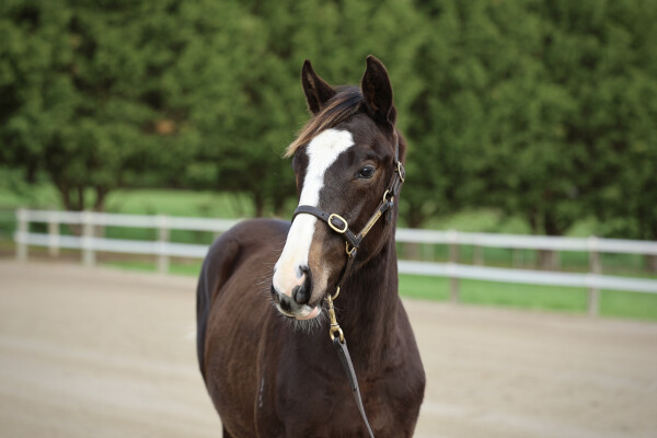 Lot 130: Maurice (JPN) / Pattini