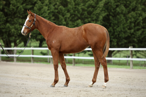 Lot 135: Tiger of Malay / Princess Emmy (NZ)