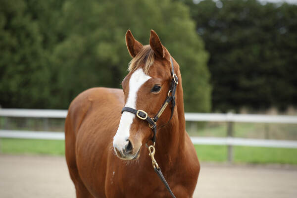 Lot 135: Tiger of Malay / Princess Emmy (NZ)