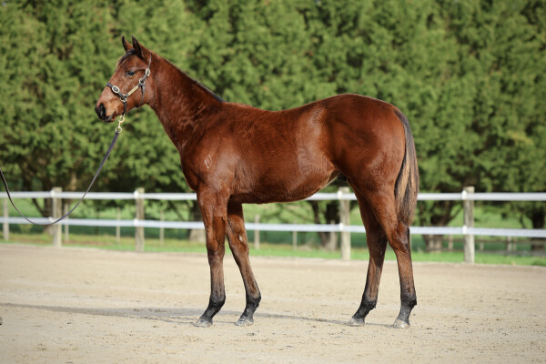 Lot 176: Brazen Beau / Shimada