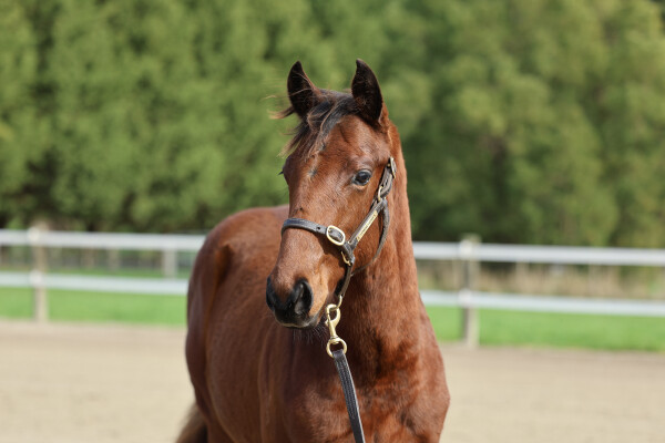 Lot 176: Brazen Beau / Shimada