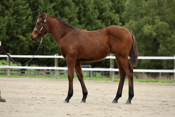 Lot 290: Lucky Vega (IRE) / Zoulah