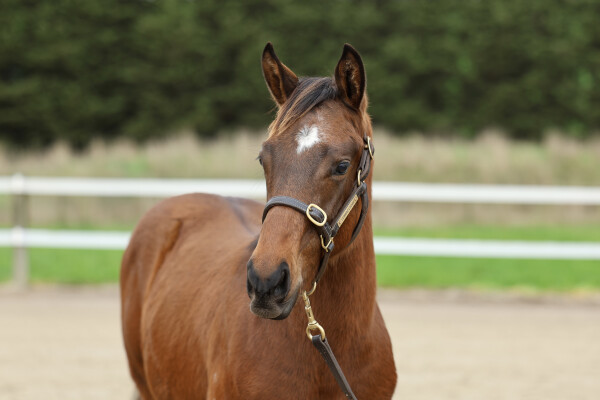 Lot 290: Lucky Vega (IRE) / Zoulah