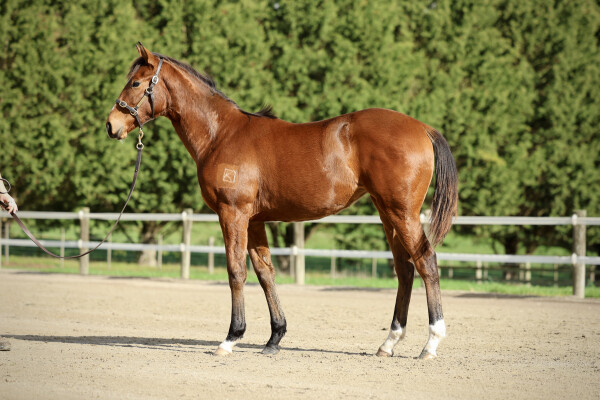 Lot 329: Maurice (JPN) / Bel Selene