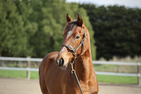 Lot 329: Maurice (JPN) / Bel Selene