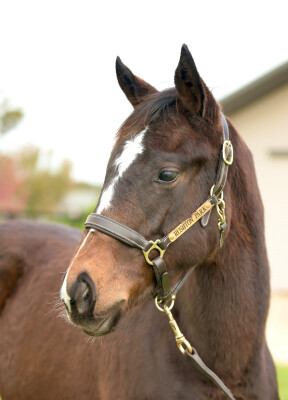 Lot 96: Lofty Strike / Misshiraz