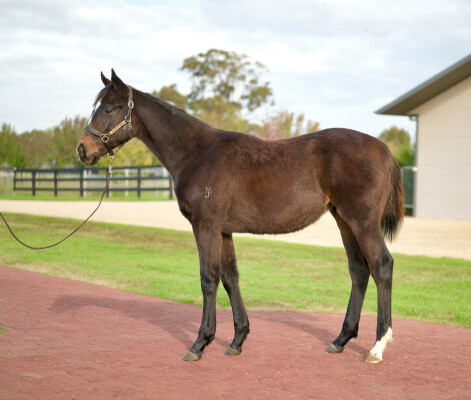Lot 96: Lofty Strike / Misshiraz
