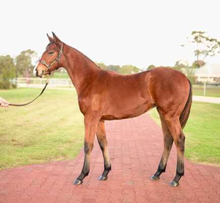 Lot 105: Lofty Strike / Morwell
