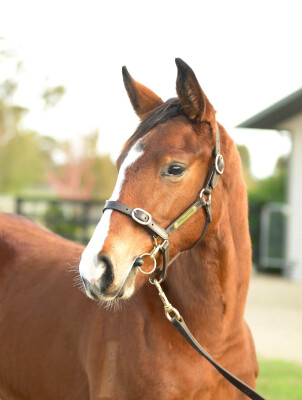 Lot 105: Lofty Strike / Morwell
