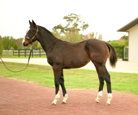 Lot 137: Alabama Express / Prontezza