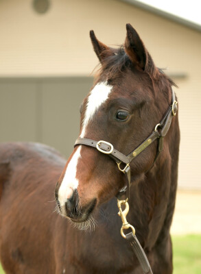 Lot 137: Alabama Express / Prontezza