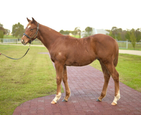Lot 153: Paulele / Red Heeler (NZ)
