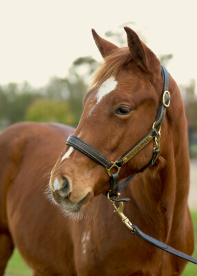 Lot 153: Paulele / Red Heeler (NZ)