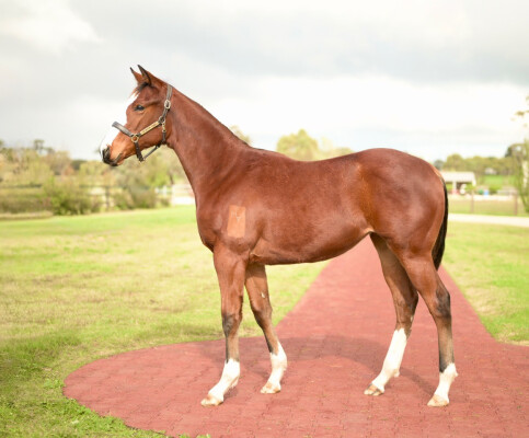 Lot 165: Toronado (IRE) / Royal Tower