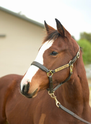 Lot 165: Toronado (IRE) / Royal Tower