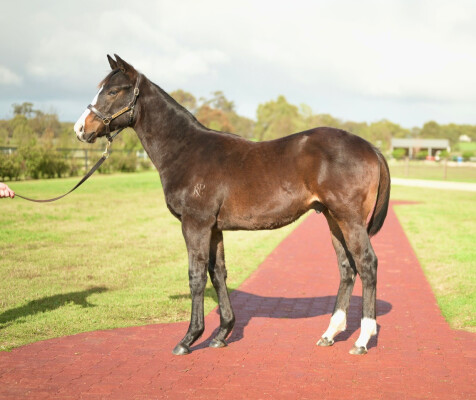 Lot 170: Grunt (NZ) / Scandi Lass