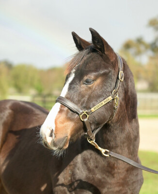 Lot 170: Grunt (NZ) / Scandi Lass