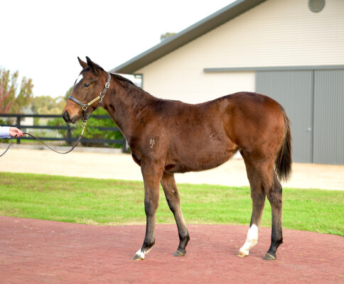 Lot 179: Lucky Vega (IRE) / Showy Zoe