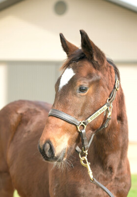 Lot 179: Lucky Vega (IRE) / Showy Zoe